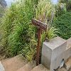 Plants: image 61 Of 208 Thumb